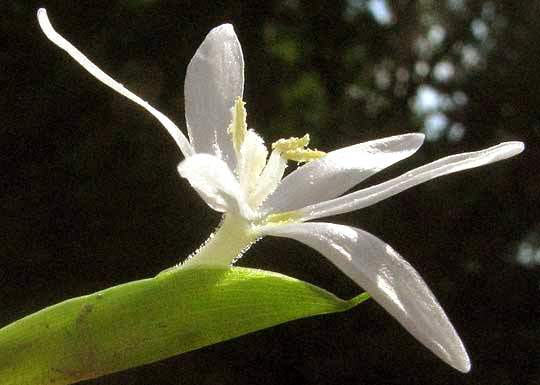 Mudplantain, HETERANTHERA LIMOSA, flower