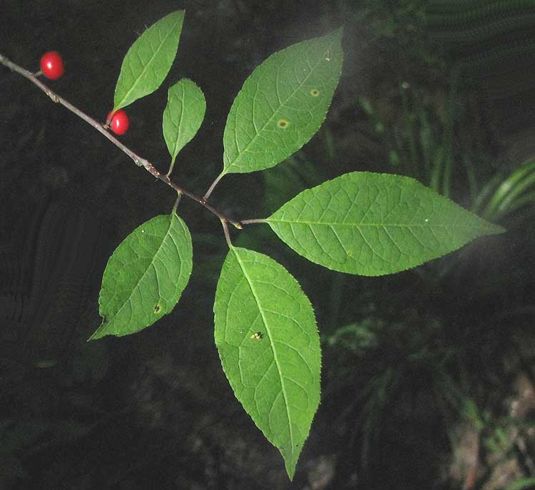 Winterberry, ILEX VERTICILLATA, leaves & fruit