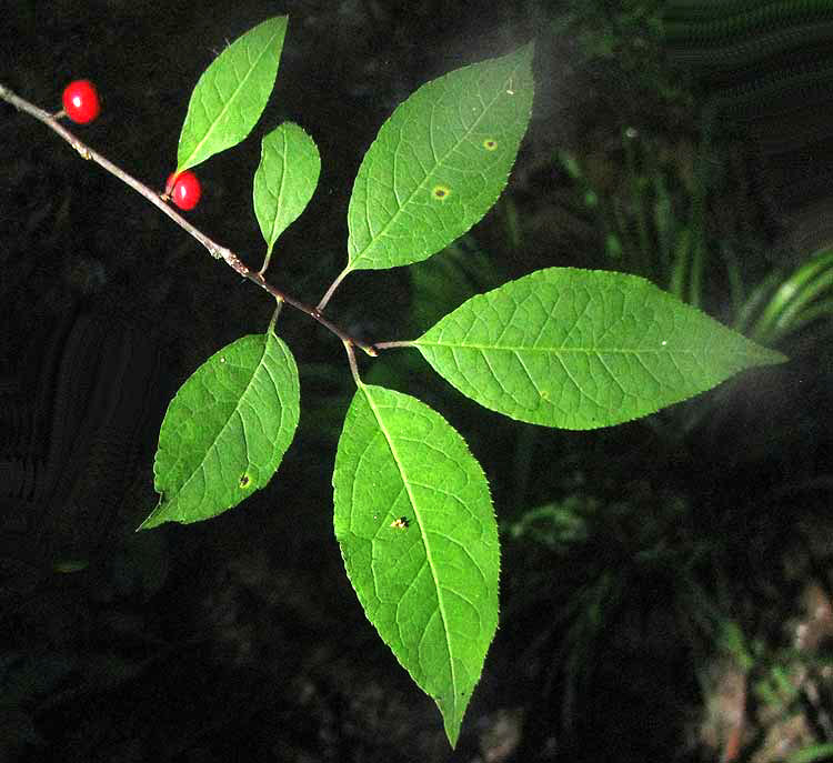 Winterberry, ILEX VERTICILLATA, leaves & fruit