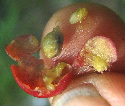 Winterberry, ILEX VERTICILLATA, crushed fruit showing seed
