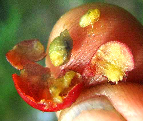 Winterberry, ILEX VERTICILLATA, crushed fruit showing seed