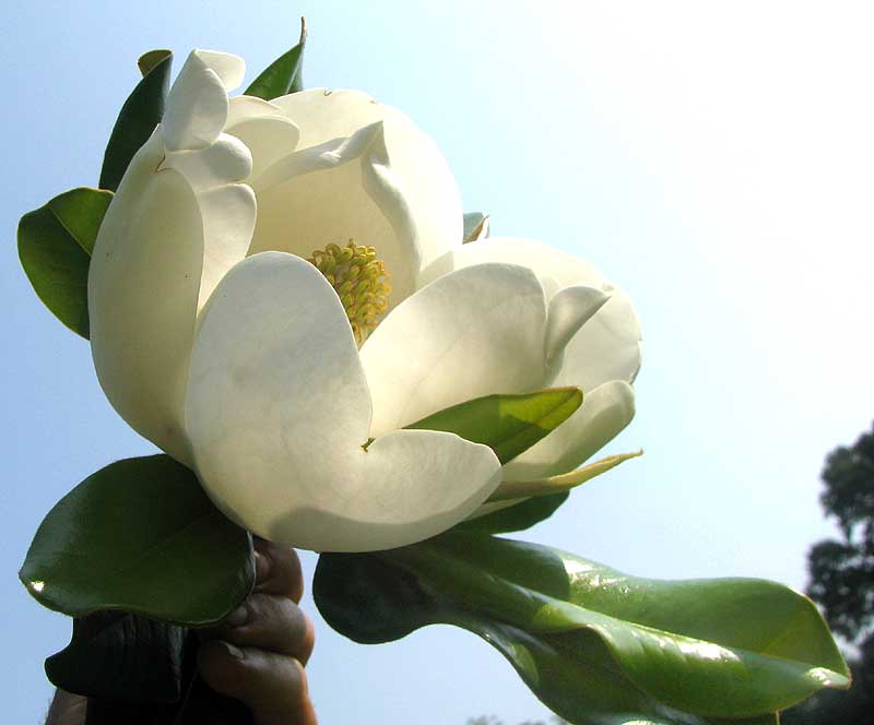 Southern Magnolia, MAGNOLIA GRANDIFLORA, flower