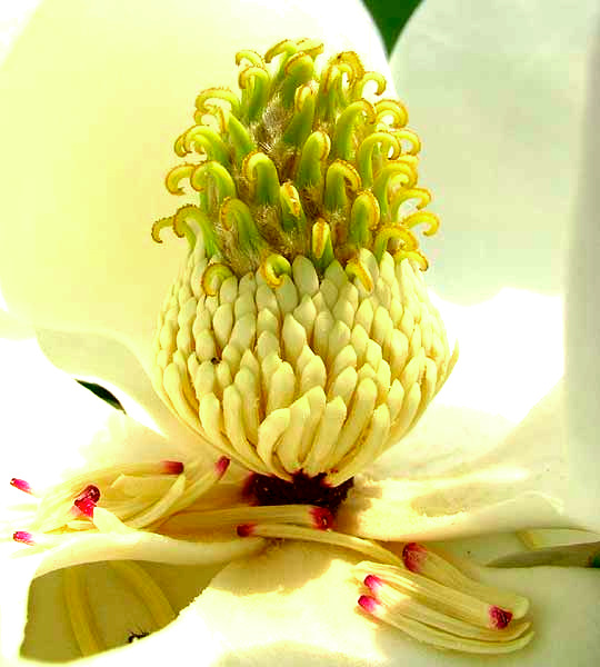 Southern Magnolia, MAGNOLIA GRANDIFLORA, view inside the blossom