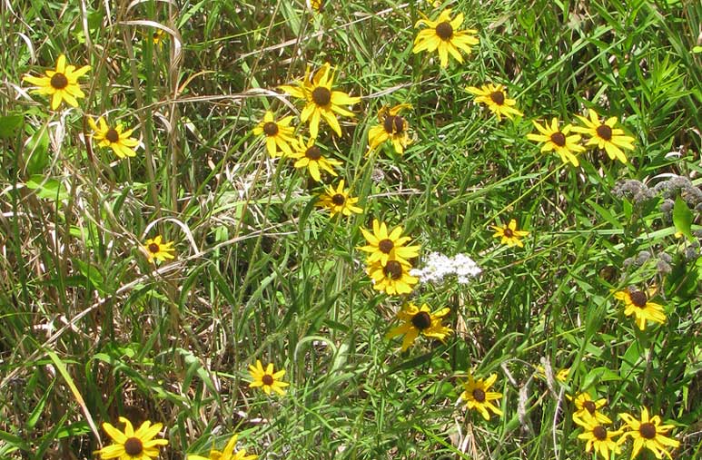 Black-eyed Susan, RUDBECKIA HIRTA