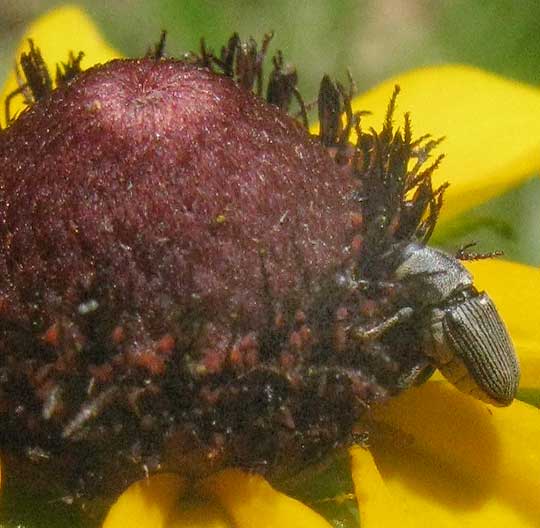 Black-eyed Susan, RUDBECKIA HIRTA, close-up of disk flowers