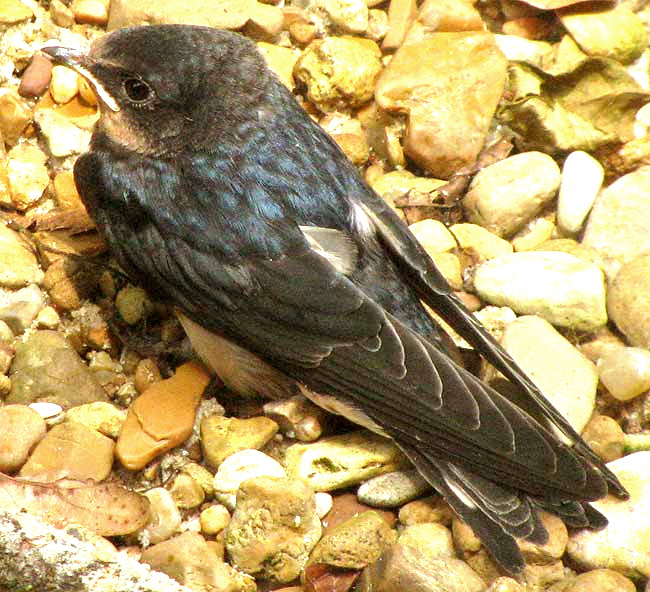 Barn Swallow, Hirundo rustica, fledgling