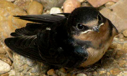 Barn Swallow, Hirundo rustica, fledgling
