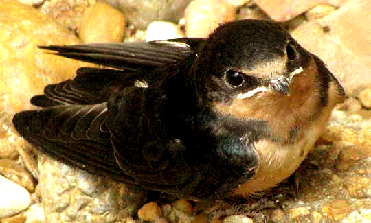 Barn Swallow, Hirundo rustica, fledgling