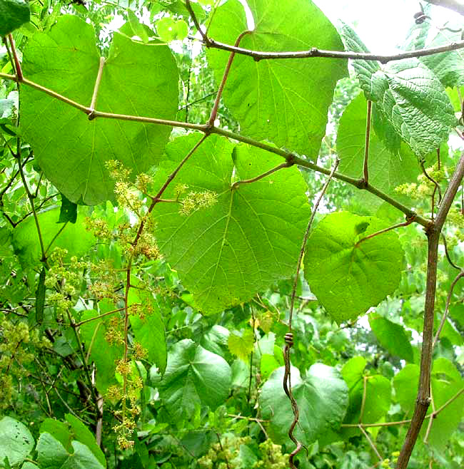 Winter Grape, VITIS CINEREA, leaves and flowers