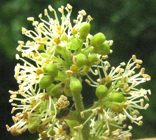 Winter Grape, VITIS CINEREA, flowers