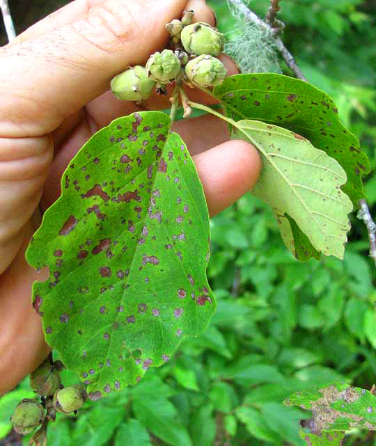 Witch-Hazel, HAMAMELIS VIRGINIANA, leaves and immature fruits