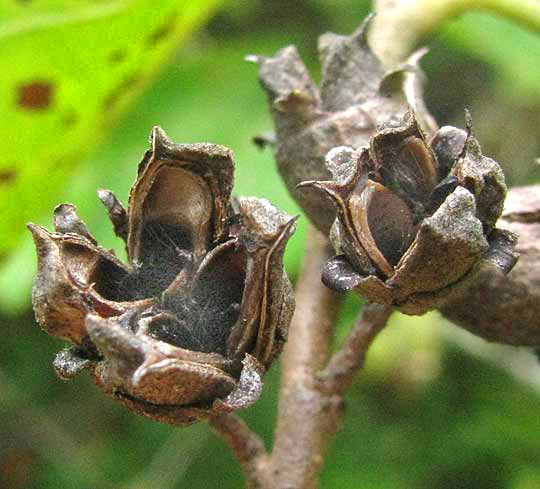 Witch-Hazel, HAMAMELIS VIRGINIANA, old, open fruit capsules