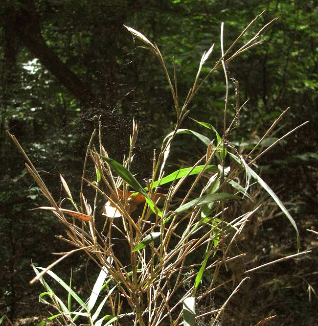 Giant Cane, ARUNDINARIA GIGANTEA, flowers in topknot