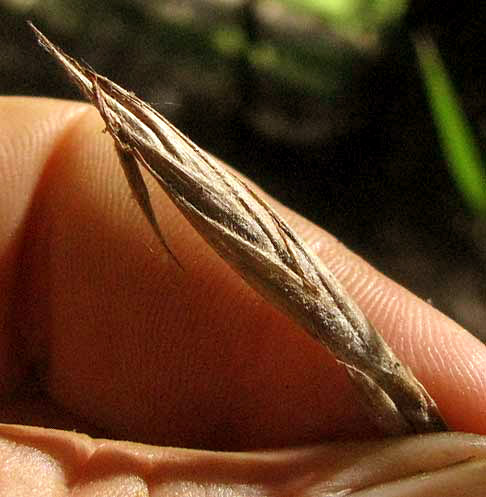 Giant Cane, ARUNDINARIA GIGANTEA, spikelet