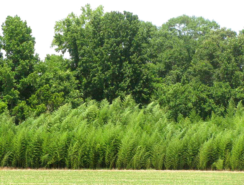 Giant Cane, ARUNDINARIA GIGANTEA, thicket