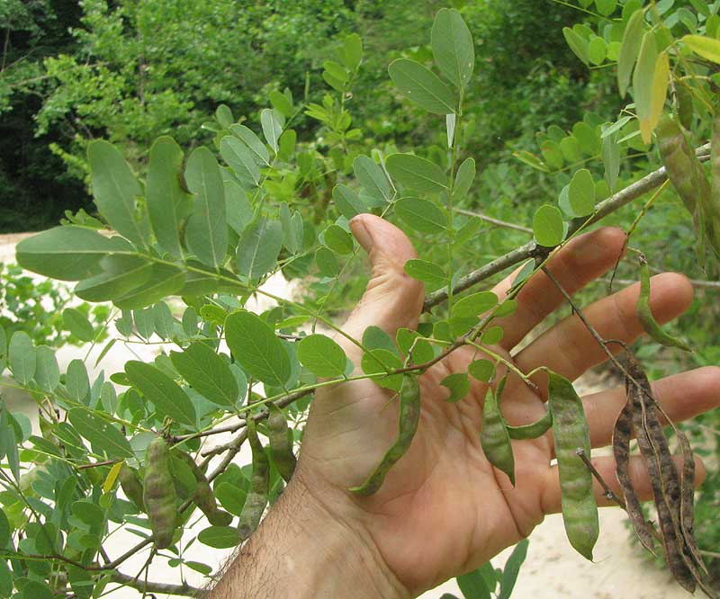 Black Locust, ROBINIA PSEUDOACACIA, leaves & legumes