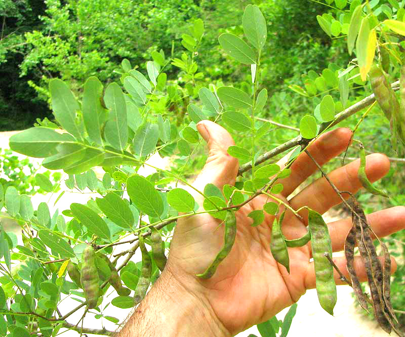 Black Locust, ROBINIA PSEUDOACACIA, leaves & legumes