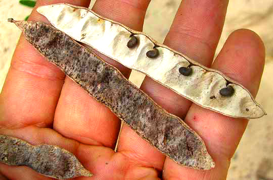 Black Locust, ROBINIA PSEUDOACACIA, open legume showing seeds inside