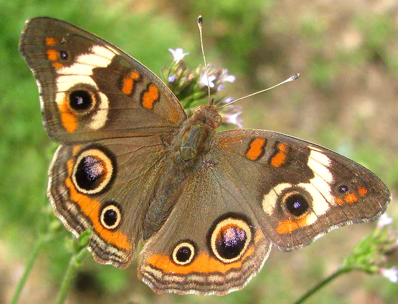 Common Buckeye, JUNONIA COENIA