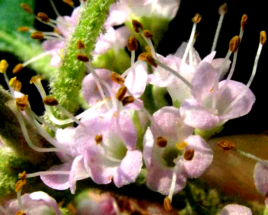 American Beautyberry, CALLICARPA AMERICANA, flowers