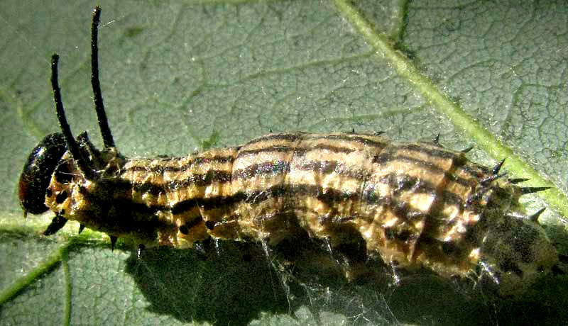 Greenstriped Mapleworm, DRYOCAMPA RUBICUNDA