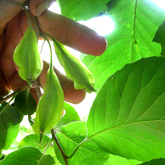 Two-wing Silverbell, HALESIA DIPTERA, fruits