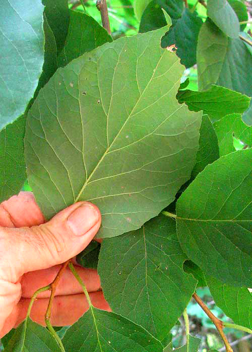 Two-wing Silverbell, HALESIA DIPTERA, leaves