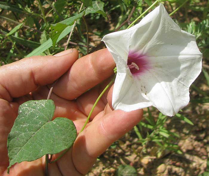 Wild Sweet Potato, IPOMOEA PANDURATA