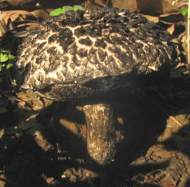 Old Man of the Woods, STROBILOMYCES FLOCCOPUS