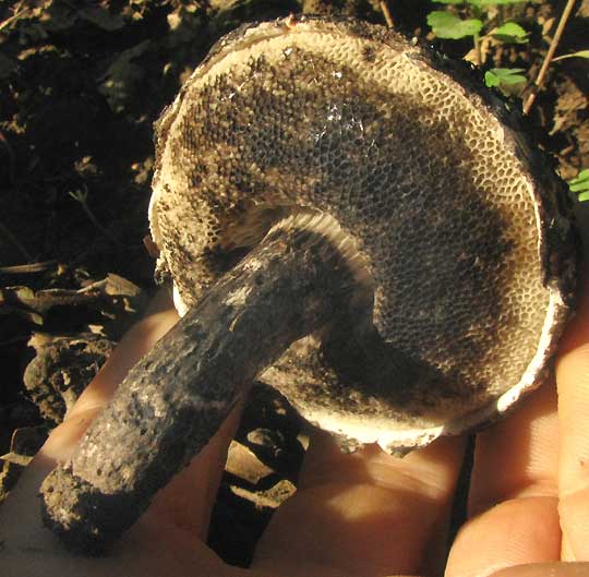 Old Man of the Woods, STROBILOMYCES FLOCCOPUS, pores on cap bottom