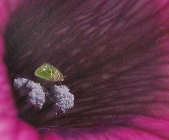 PETUNIA X HYBRIDA 'Tidal Wave Silver' view down flower tube