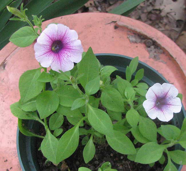 PETUNIA X HYBRIDA 'Tidal Wave Silver.'