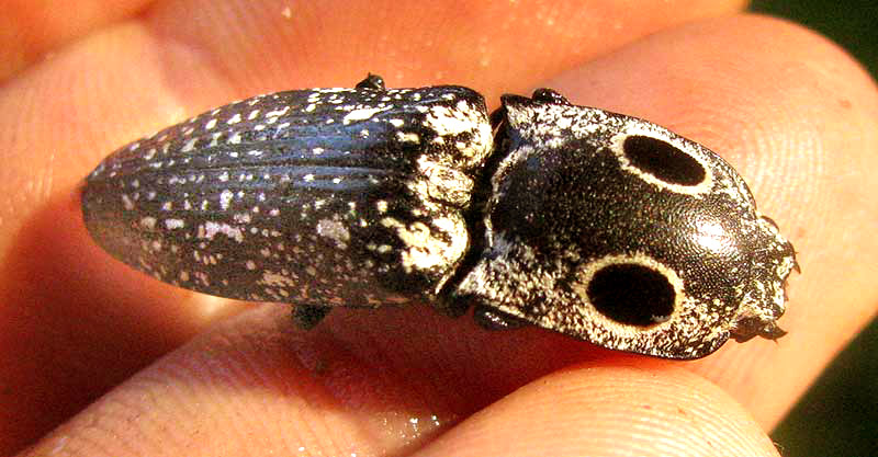 Eyed Click Beetle, ALAUS OCULATUS