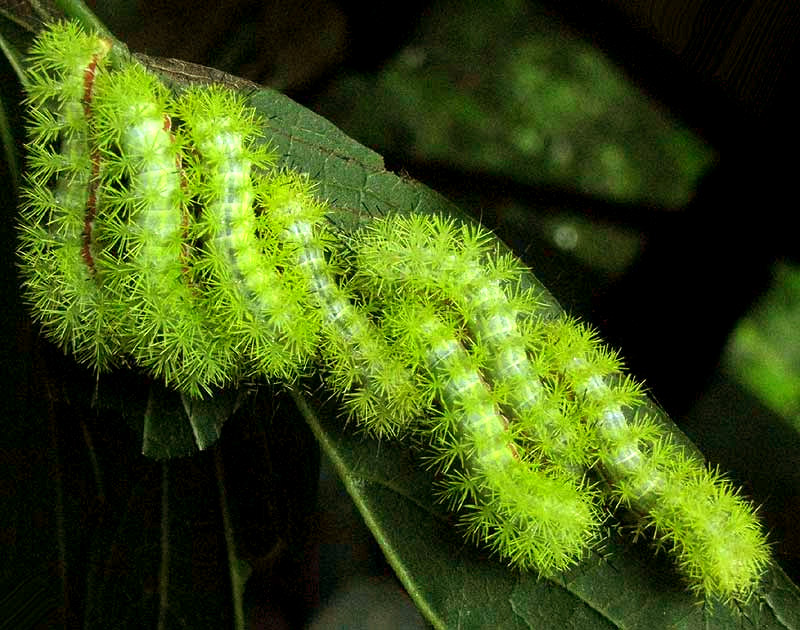 Io Moth Caterpillars, AUTOMERIS IO