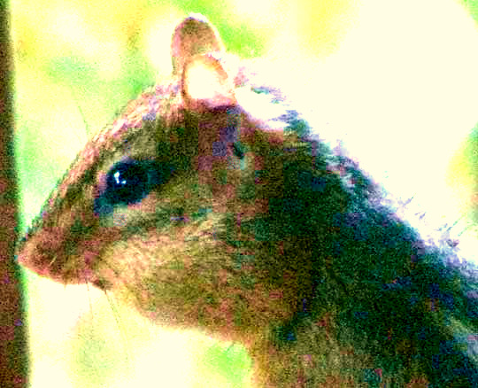 Eastern Chipmunk, TAMIAS STRIATUS, with full cheek pouches