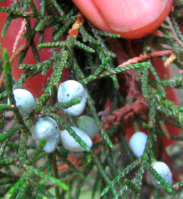 Eastern Redcedar, JUNIPERUS VIRGINIANA, with berries, or fruits