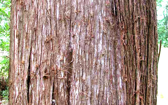 Eastern Redcedar, JUNIPERUS VIRGINIANA, bark