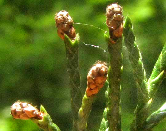 Eastern Redcedar, JUNIPERUS VIRGINIANA, male cones