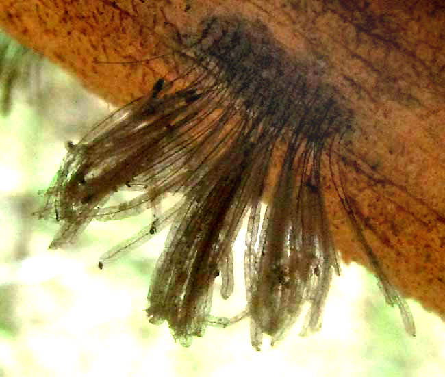 STEMONITIS SLIME MOLD, sporangia