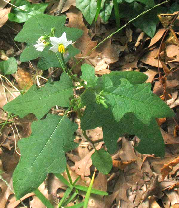 Horse Nettle, SOLANUM CAROLINENSE