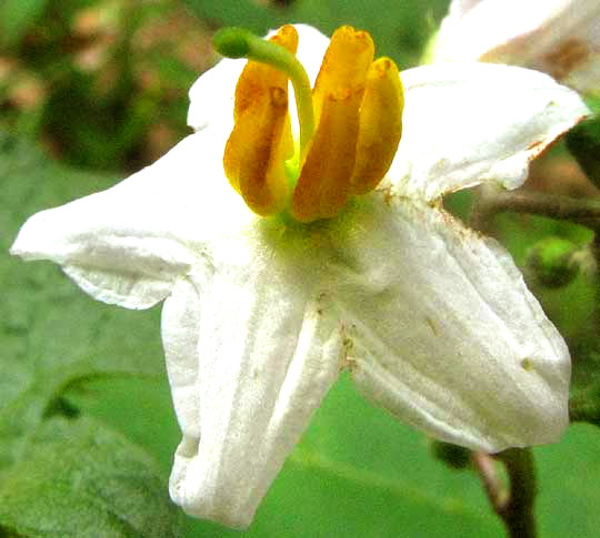 Horse Nettle, SOLANUM CAROLINENSE, flower