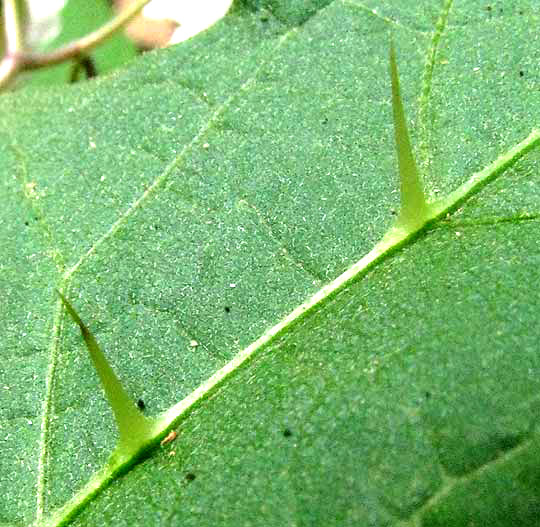 Horse Nettle, SOLANUM CAROLINENSE, spines on leaf midrib