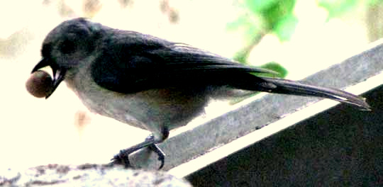 Tufted Titmouse, BAEOLOPHUS BICOLOR, with acorn in beak