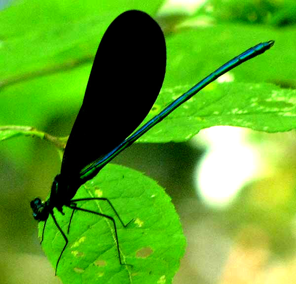 Ebony Jewelwing, CALOPTERYX MACULATA, male