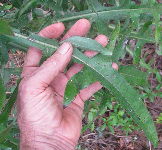 Wild Lettuce, LACTUCA CANADENSIS, leaf