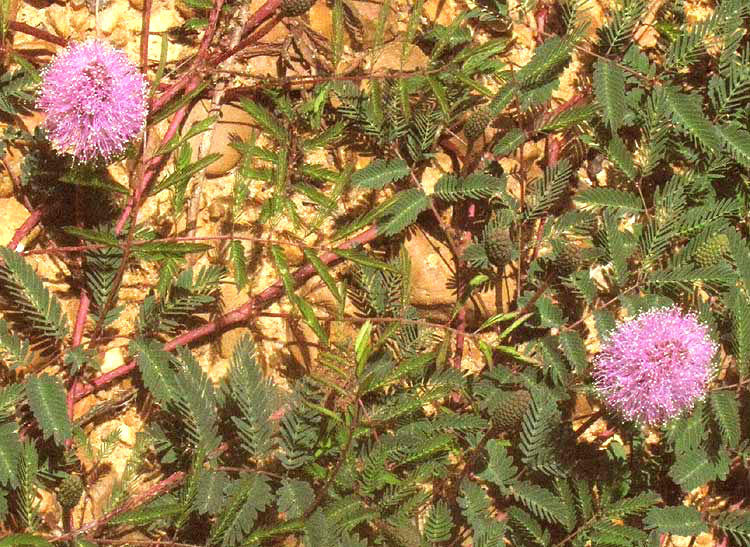 Eastern Sensitive-briar, MIMOSA MICROPHYLLA