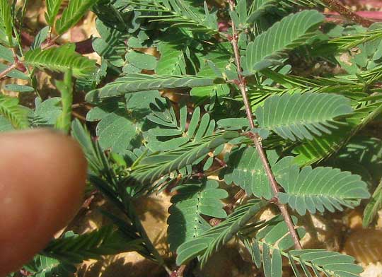Eastern Sensitive-briar, MIMOSA MICROPHYLLA, open and  folded leaflets