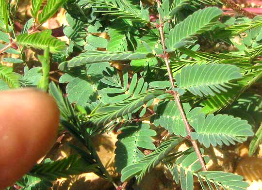 Eastern Sensitive-briar, MIMOSA MICROPHYLLA, open and  folded leaflets