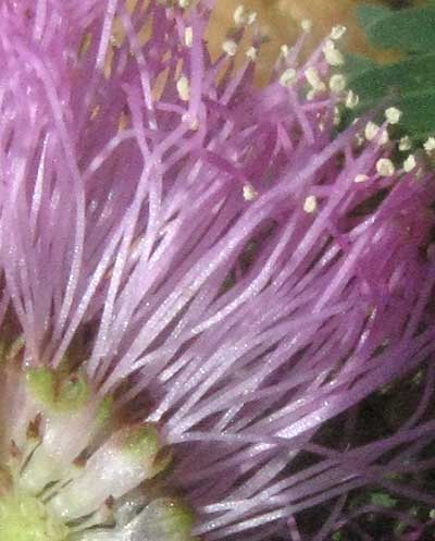 Eastern Sensitive-briar, MIMOSA MICROPHYLLA, cross-section of flower head