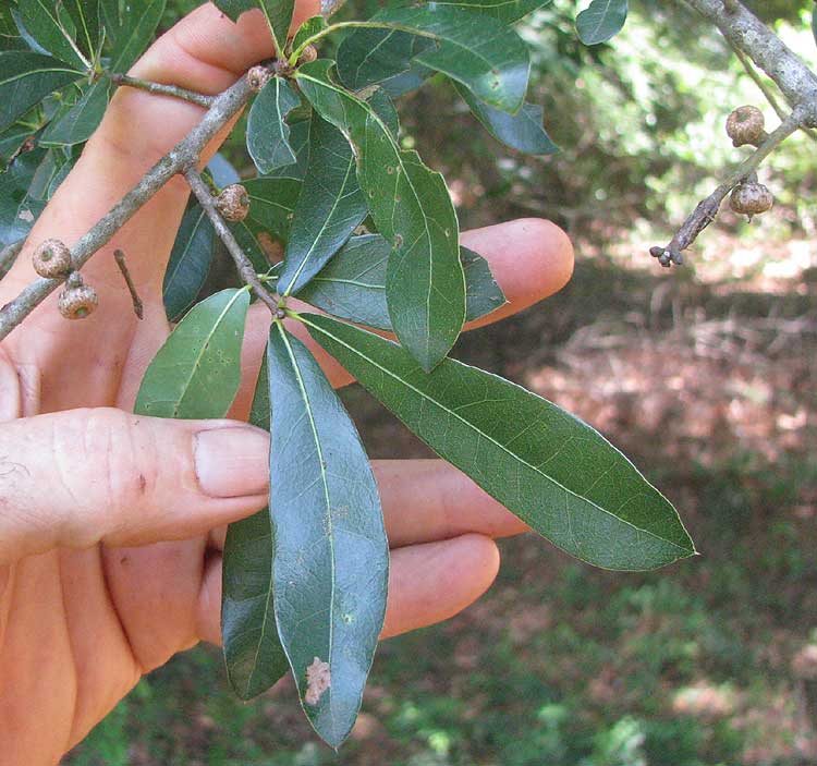 Laurel Oak, QUERCUS LAURIFOLIA, leaves and immature acorns